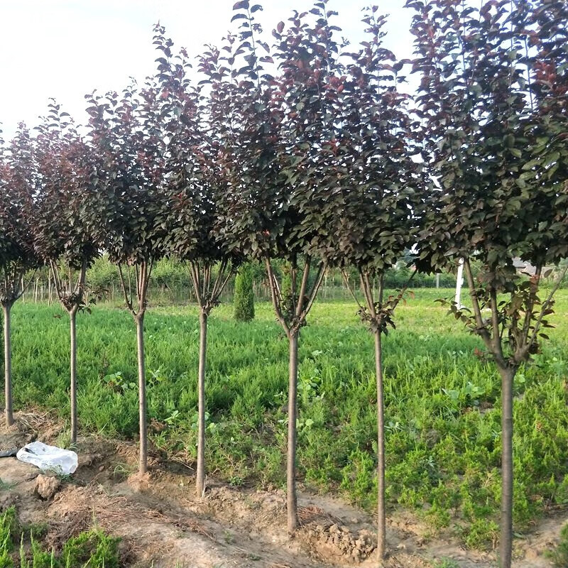 石家庄市城市园林绿化管理条例