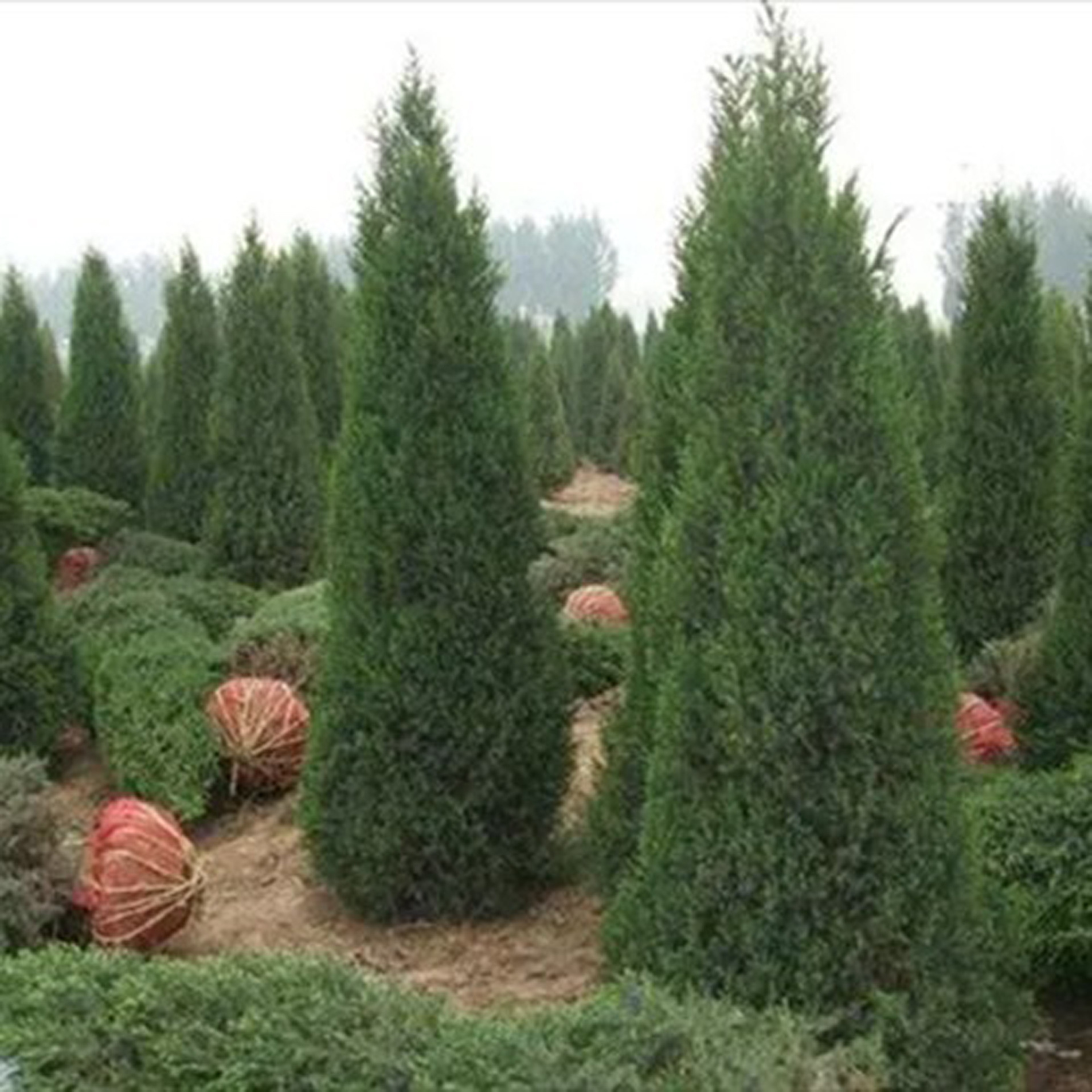 从共治到独掌：史东伟“退场”天域生物 罗卫国拟465亿元定增“集权” 速读公告